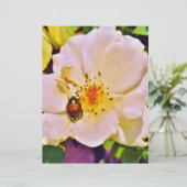 Japanischer Käfer auf White Rose (Stehend Vorderseite)