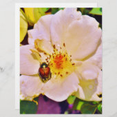 Japanischer Käfer auf White Rose (Vorne/Hinten)