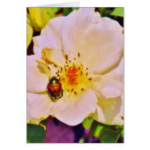 Japanischer Käfer auf White Rose (Vorne)