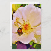 Japanischer Käfer auf White Rose (Vorne/Hinten)