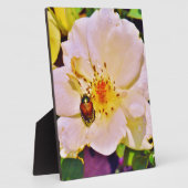 Japanischer Käfer auf White Rose Fotoplatte (Seite)