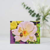 Japanischer Käfer auf White Rose Postkarte (Stehend Vorderseite)