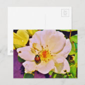 Japanischer Käfer auf White Rose Postkarte (Vorne/Hinten)
