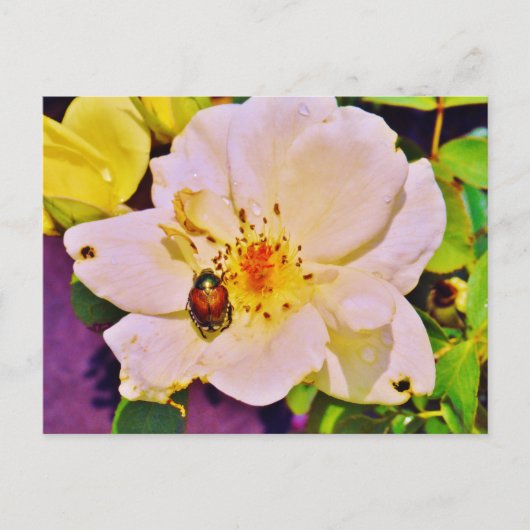 Japanischer Käfer auf White Rose Postkarte (Vorderseite)