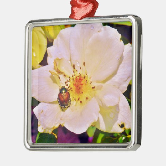 Japanischer Käfer auf White Rose Silbernes Ornament (Links)