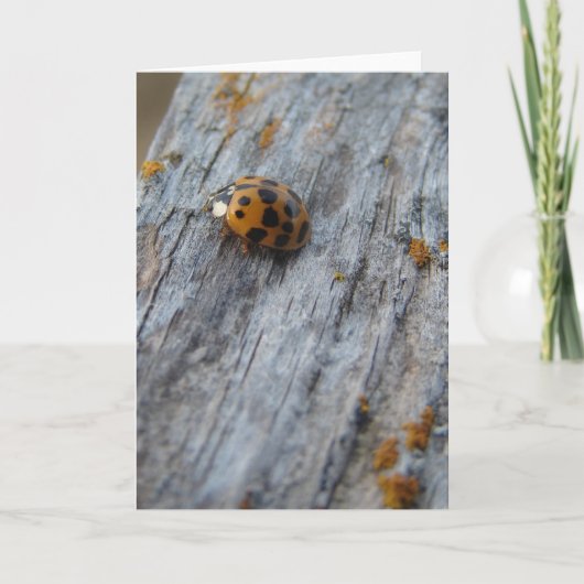 Japanischer Käfer auf Zaun Karte (Vorderseite)