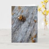 Japanischer Käfer auf Zaun Karte (Gelbe Blume)
