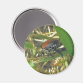 Japanischer Käfermagnet Magnet (Vorderseite/Rückseite)