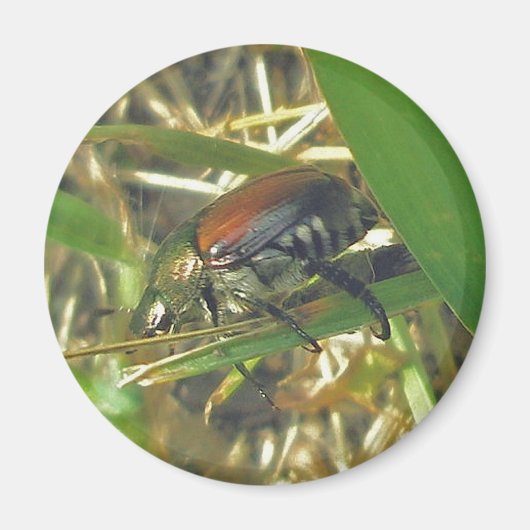 Japanischer Käfermagnet Magnet (Vorne)