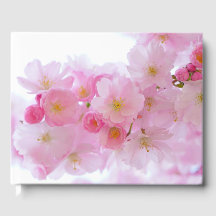 Japanischer Kirschbaum Blossom