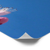 Japanischer Kirschbaum Blossom Poster (Ecke)