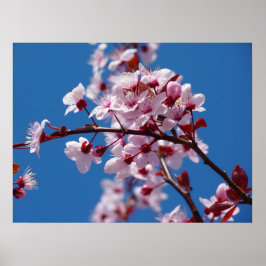 Japanischer Kirschbaum Blossom Poster
