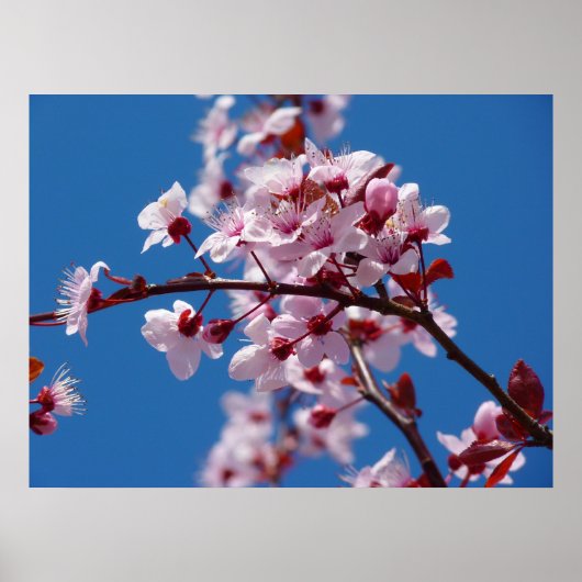 Japanischer Kirschbaum Blossom Poster (Vorne)