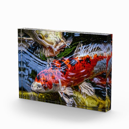 Japanischer Koi Fish Pond Fotoblock (Rechts)