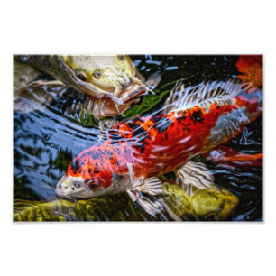 Japanischer Koi Fish Pond Fotodruck