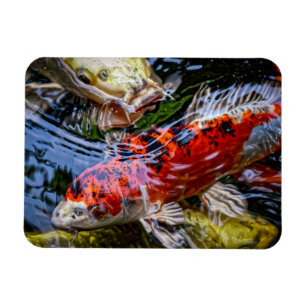 Japanischer Koi Fish Pond Magnet