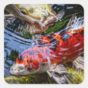 Japanischer Koi Fish Pond Quadratischer Aufkleber