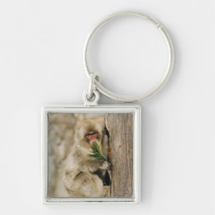Japanischer Macaque-kletternder Baum, Blätter Schlüsselanhänger