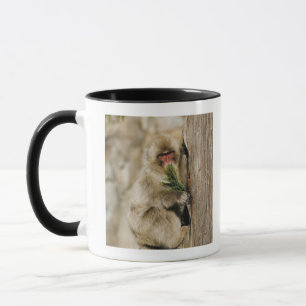 Japanischer Macaque-kletternder Baum, Blätter Tasse