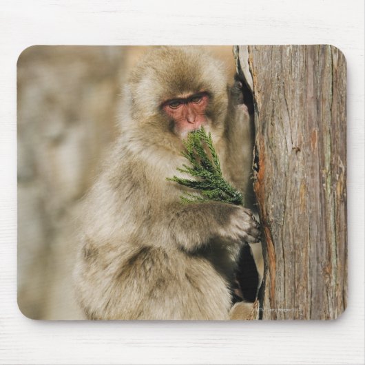 Japanischer Makaken Kletterbaum, der Blätter isst Mousepad (Vorne)