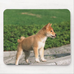Japanischer MiniaturShiba 2 Mousepad