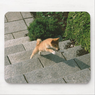Japanischer MiniaturShiba 3 Mousepad