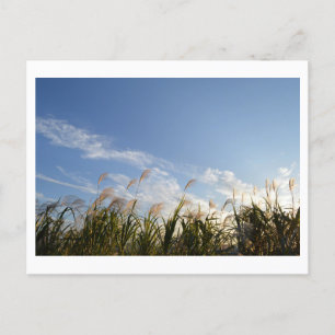 Japanischer Pampas Grass (Susuki) Postkarte