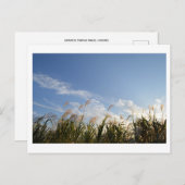 Japanischer Pampas Grass (Susuki) Postkarte (Vorne/Hinten)