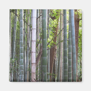 Japanischer Riesenwald, Sagano, Kyoto, Japan Magnet