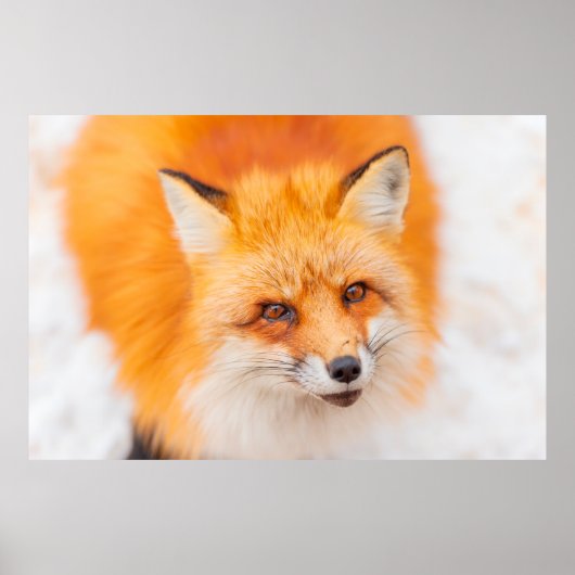 Japanischer Roter Fuchs, der ruht, schläft und spi Poster (Vorne)