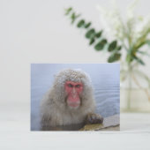 Japanischer Schneeaffe im Frühjahr Postkarte (Stehend Vorderseite)