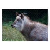 Japanischer Serow (Vorderseite (Horizontal))