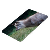 Japanischer Serow Magnet (Linke Seite)