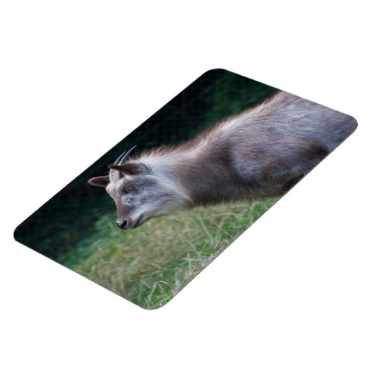 Japanischer Serow Magnet (Linke Seite)