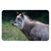 Japanischer Serow Magnet (Horizontal)
