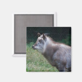 Japanischer Serow Magnet (Vorderseite/Rückseite)