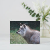 Japanischer Serow Postkarte (Stehend Vorderseite)