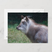 Japanischer Serow Postkarte (Vorne/Hinten)
