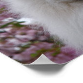 Japanischer Spitz/Amerikaner Eskimo Cherry Blossom Poster (Ecke)