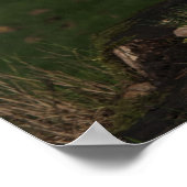 Japanischer Spitz/Amerikanischer Eskimo-Welpe Poster (Ecke)