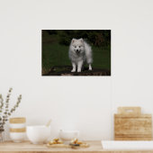 Japanischer Spitz/Amerikanischer Eskimo-Welpe Poster (Küche)