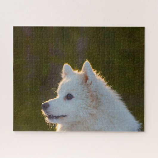 Japanischer Spitz Hund. Puzzle (Horizontal)