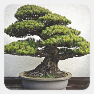 Japanischer Weißer Pine Bonsai Quadratischer Aufkleber