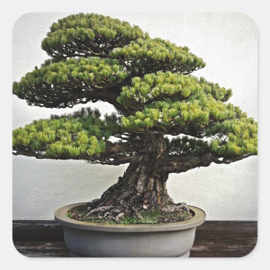 Japanischer Weißer Pine Bonsai Quadratischer Aufkleber (Vorderseite)
