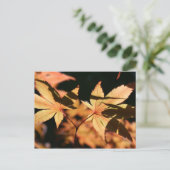 japanisches Ahorn 1 Herbstfarben Postkarte (Stehend Vorderseite)