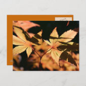 japanisches Ahorn 1 Herbstfarben Postkarte (Vorne/Hinten)