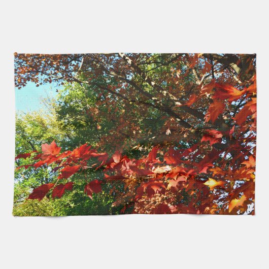 Japanisches Ahorn, Blätter für Herbst Küchentuch (Horizontal)