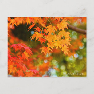 Japanisches Ahorn ［ Postkarte ］