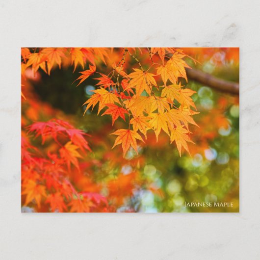 Japanisches Ahorn ［ Postkarte ］ (Vorderseite)