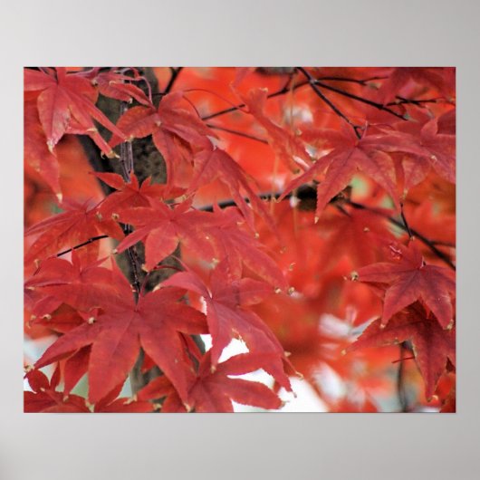 Japanisches Ahornbaum Fall Foliage Poster (Vorne)